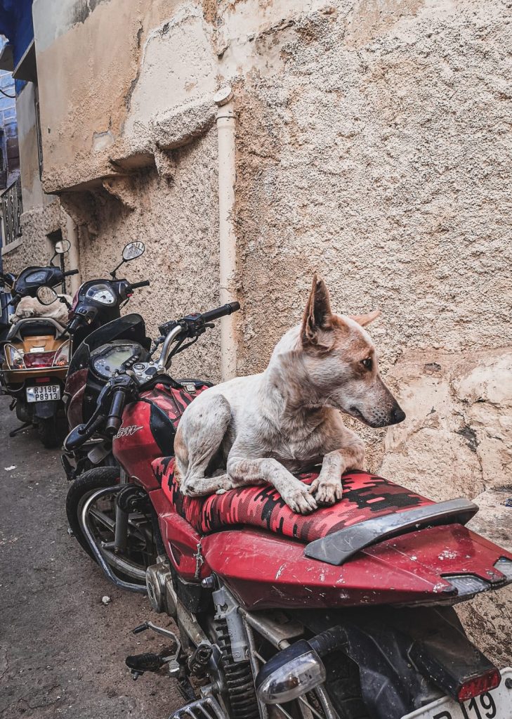 Dog on a scooter in Jodhpur, India